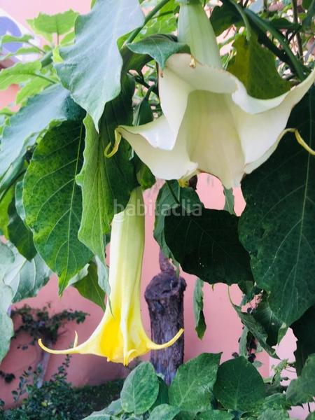 Foto 551cfc65-4352-4cb4-abec-25252b29e1de. Apartament amb piscina a Riviera del Sol Mijas