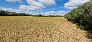 Terrain résidentiel à Manacor Centre. Finca rustica en venta en manacor