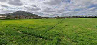 Terreny residencial a Manacor Centre. Solar en venta en manacor