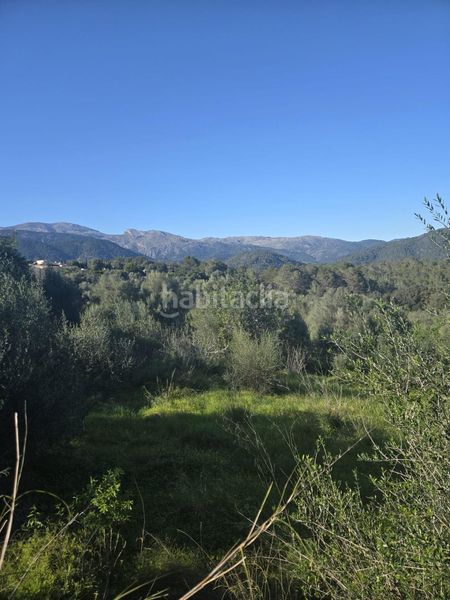 Foto 269c624b-510d-4e70-a13a-99c823b05454. Terreny residencial a Campanet