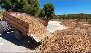 Masia a Yecla. Finca de almendros con casona en yecla