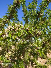 Mas à Yecla. Finca de 15,8 ha. de almendros y paulonias con nave  en yecla