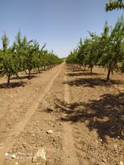 Masía en Yecla. Finca de 15,8 ha. de almendros y paulonias con nave  en yecla