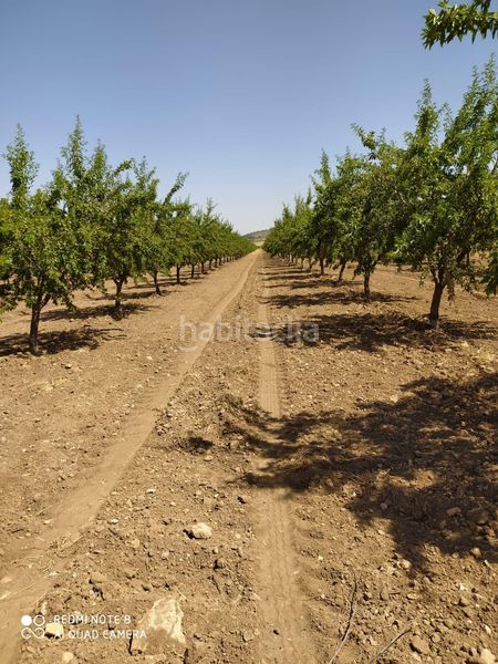 Foto bc0337eb-bad8-4b62-91cc-642aeb06f3df. Masia a Yecla