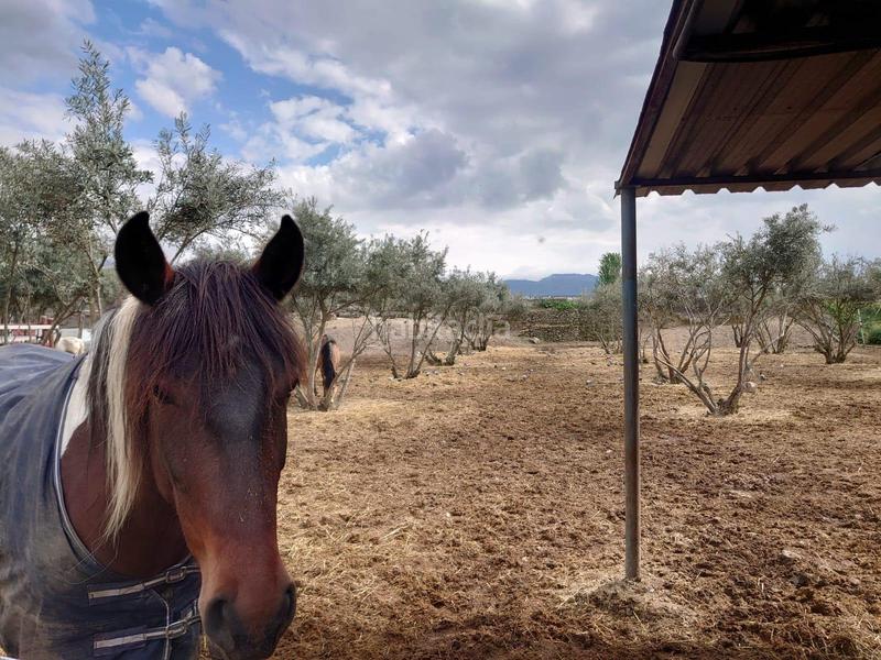 Foto f3d030fc-5cc3-4def-94b5-2e4b4177228f. Masía centro hípico reformado en granada inversion asegurada en Zubia (La)
