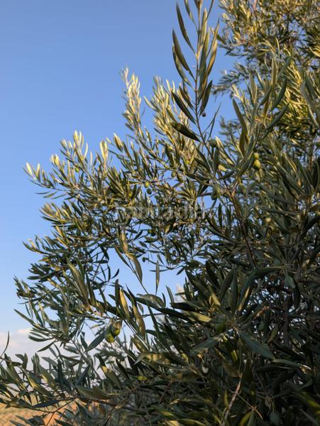 Foto 19bd4e57-c500-427c-948f-18059c8078ac. Landgut in Renfe - Bulevar 1ª y 2ª Fase Jaén