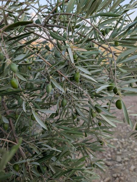Foto 827dbdb6-ba57-4634-adac-6788b46f7819. Landgut in Renfe - Bulevar 1ª y 2ª Fase Jaén