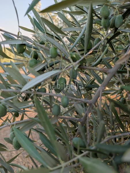 Foto ceedbdf9-75fb-4253-ac40-be1db83a7e84. Landgut in Renfe - Bulevar 1ª y 2ª Fase Jaén