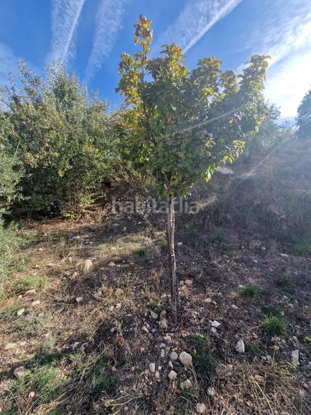 Foto 01291822-9a49-4ea9-a8e2-4aa40893f905. Mas dans Cogollos de la Vega