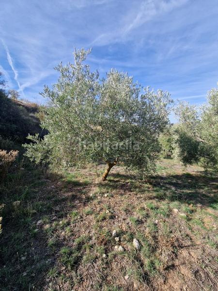 Foto 0488a64c-931d-4c65-b141-46da5a3339a2. Mas dans Cogollos de la Vega