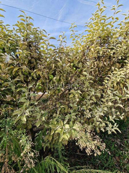 Foto 068e8f4e-d563-4e2a-81bf-3749b2baeba8. Mas dans Cogollos de la Vega