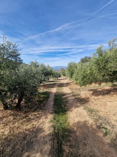 Foto 09b13b7d-f558-4e53-877a-e2c0afb3cc3a. Mas dans Cogollos de la Vega