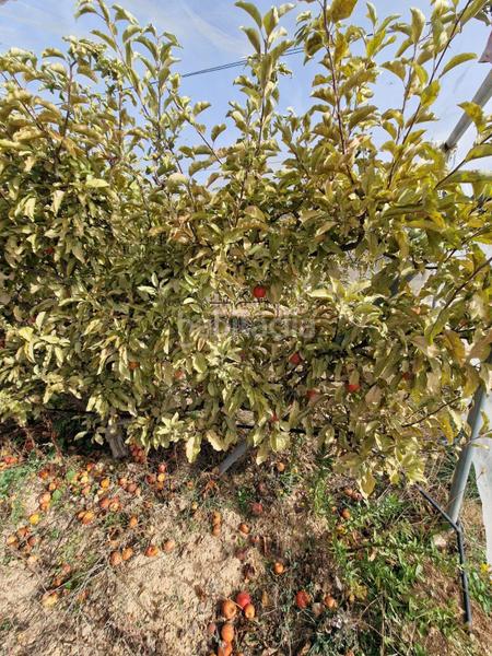 Foto 0a28e17a-f821-40d8-aefe-3544ce170eab. Mas dans Cogollos de la Vega