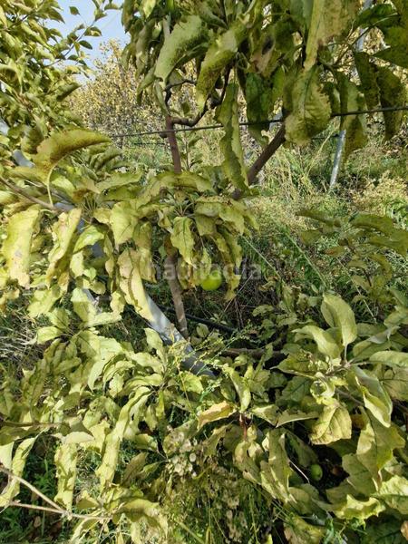 Foto 12e41fef-4cb7-40e5-a56b-95bd8c7924ef. Mas dans Cogollos de la Vega