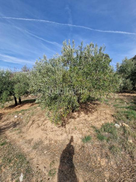 Foto 34c516e0-239f-4358-8ff6-90f85ac5fc5d. Mas dans Cogollos de la Vega