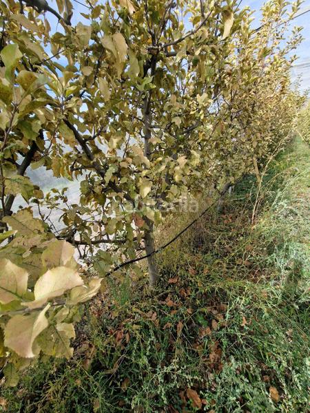 Foto 3ff86597-f363-466c-ac64-5b0d534e21a4. Mas dans Cogollos de la Vega