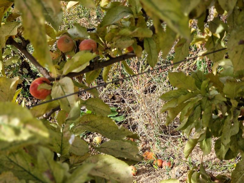 Foto 40190d30-c581-4021-9c52-dbed84be7faa. Mas dans Cogollos de la Vega