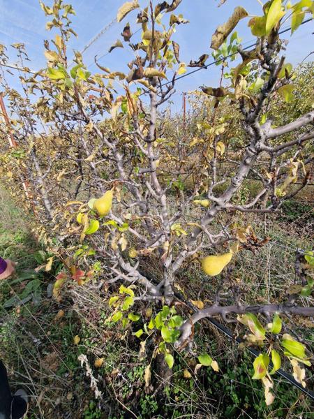 Foto 73b4c7c8-a736-463e-886f-a00c335b7756. Mas dans Cogollos de la Vega