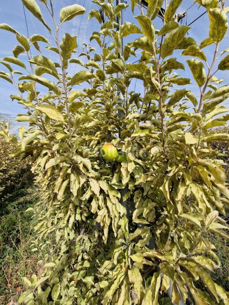 Foto 7e6c40ae-f7ca-49a2-99f2-3dc82e92d789. Mas dans Cogollos de la Vega