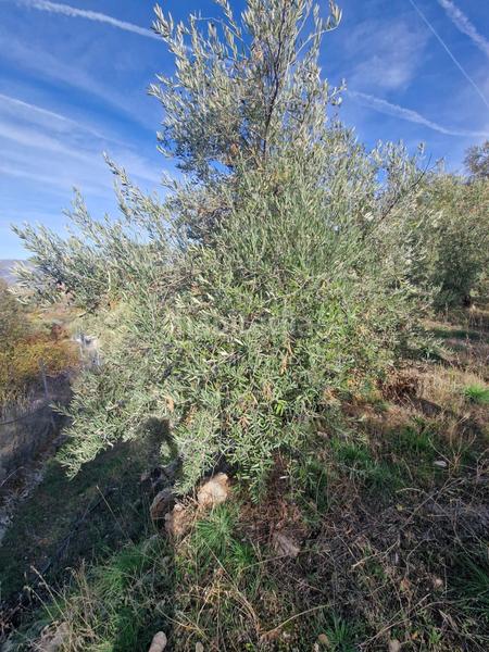 Foto 915b8d09-1d50-494a-ad1f-790b9fe7cf15. Mas dans Cogollos de la Vega