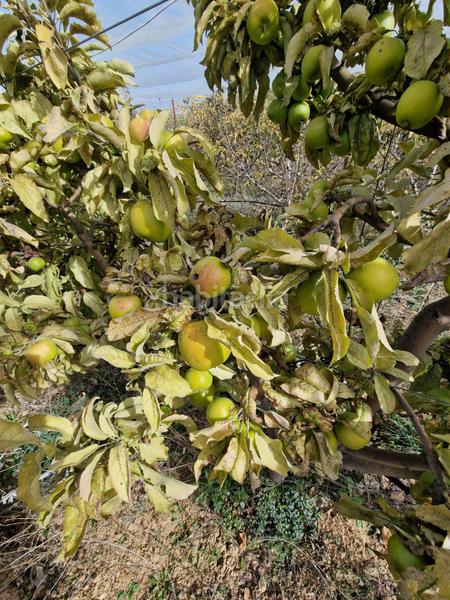 Foto 9bb0f4fc-bf7e-4ed5-af4f-d6f458bc80cd. Mas dans Cogollos de la Vega