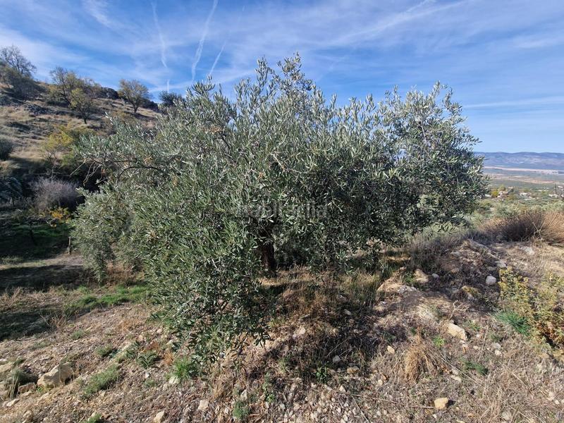 Foto 9d7ee7d4-4e93-469a-bf59-4d168b0774a3. Mas dans Cogollos de la Vega