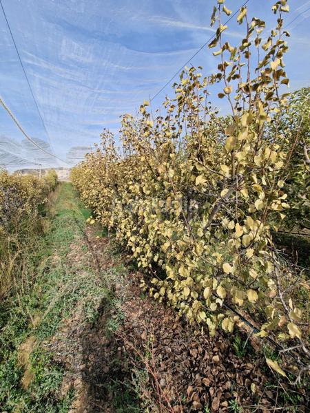 Foto a7a12f62-6eca-447e-beb9-cfbde3414190. Mas dans Cogollos de la Vega