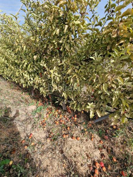 Foto aa1c2443-0ef2-432b-9d82-fe6db9ec6d50. Mas dans Cogollos de la Vega