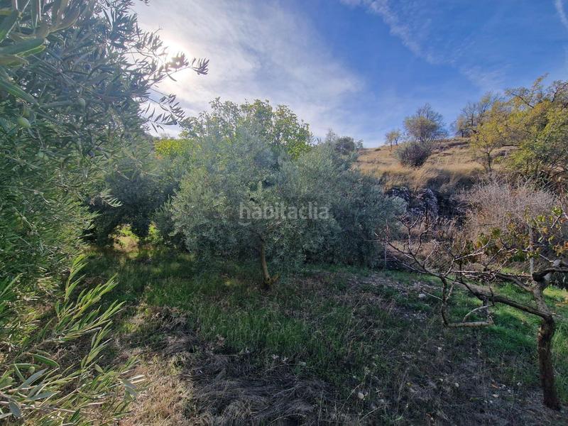 Foto ba3c3a17-db1d-4474-8a31-223057f2bc92. Mas dans Cogollos de la Vega