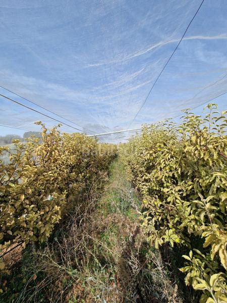 Foto bab461d8-252c-45ef-b651-0e21430378ca. Mas dans Cogollos de la Vega