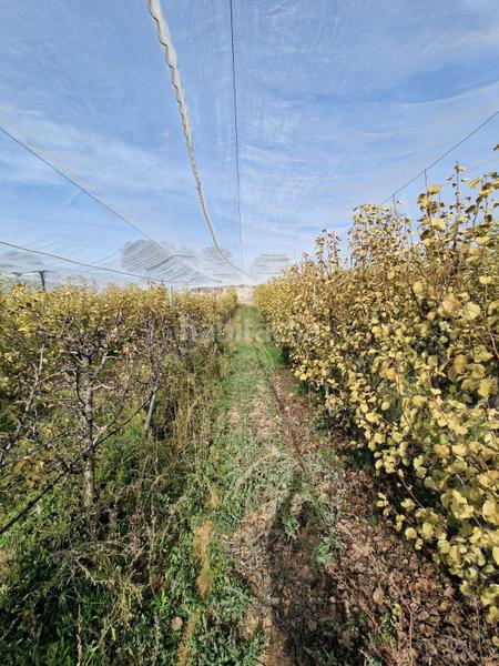 Foto beef74df-4e5f-49b4-9143-8995477351d2. Mas dans Cogollos de la Vega