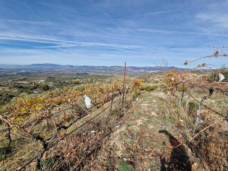 Foto c897da42-71b3-45e5-8d5f-323313873b72. Mas dans Cogollos de la Vega