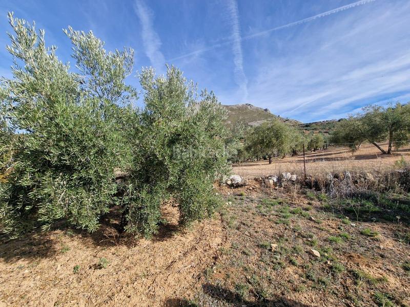 Foto cc6e91be-f58e-4bd5-9f3d-8cc3c6dc9275. Mas dans Cogollos de la Vega