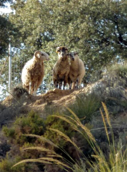 Foto d3d60e66-2b53-454a-aaff-8089427fb57e. Mas dans Cogollos de la Vega