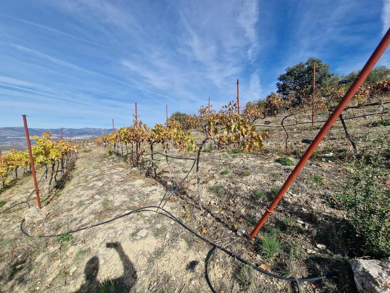 Foto e4586e93-b7ef-472f-9d12-160545c9a3c6. Mas dans Cogollos de la Vega