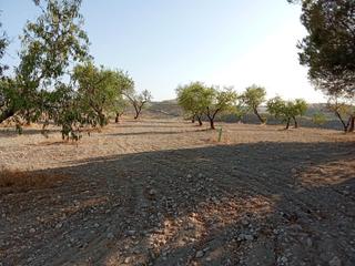 Finca rstica en Avenida castillo tajarja 12. Se vende parcela de secano