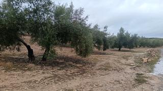 Rural plot in Calle arrayanes 2. Parcela de 170 olivos+cosecha