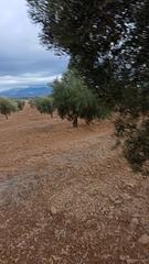 Rural plot  A-338 45. Parcela de olivos en gabias