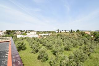 Masia a Calle fraig 23. Finca de olivos con casa en venta, al lado del ncleo urbano
