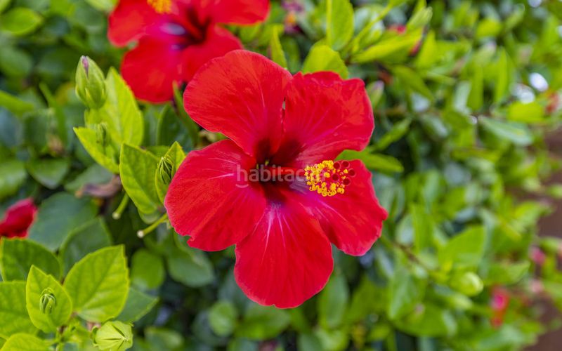 Foto 4aca9c9d-119e-42aa-a9a9-63aa8f580d39. Pis amb calefacció piscina a port d´Andratx Andratx