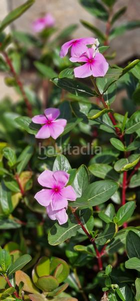 Foto 106cd80b-82de-48d0-921b-7ad1d6ec4942. Terreny residencial a Sant Llorenç des Cardassar