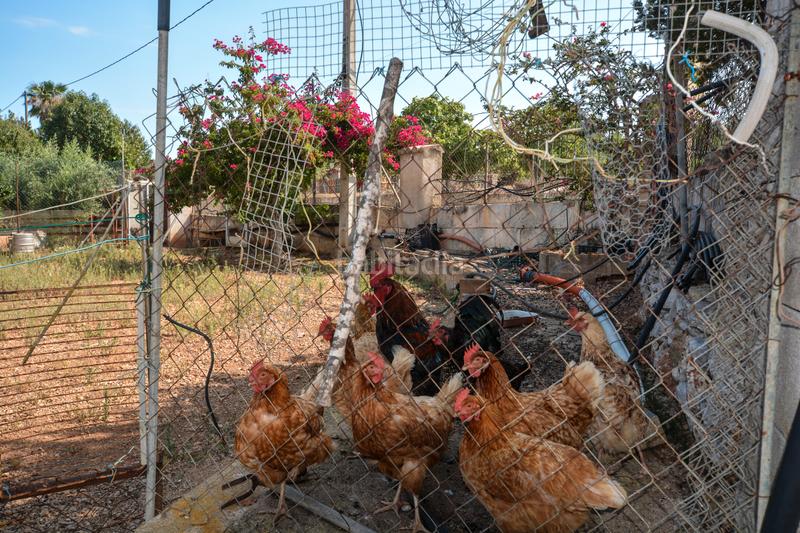 Foto a4a39ab1-f2dc-4438-b338-f22ef4a33cb1. Terreny residencial a Artà poble Artà