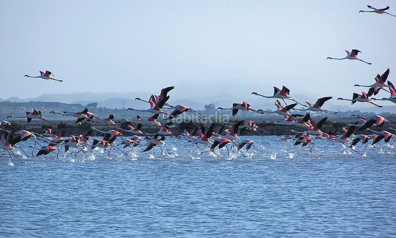 Foto 72c4d3a1-890c-4f6e-8b91-4644110bfc79. Appartement avec piscine dans Centro Santa Pola