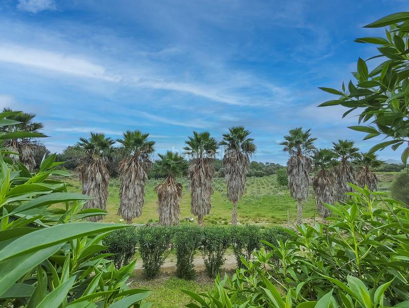 Foto f51cc6bb-1478-4bb8-b669-3bfd4d7bd569. Wohngrundstück in Artà poble Artà