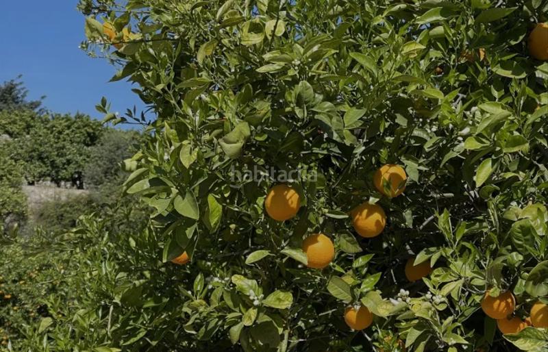 Foto e3574ae9-641b-42b5-ba8a-4aa9445f79fc. Casa en Atzúbia (L´)