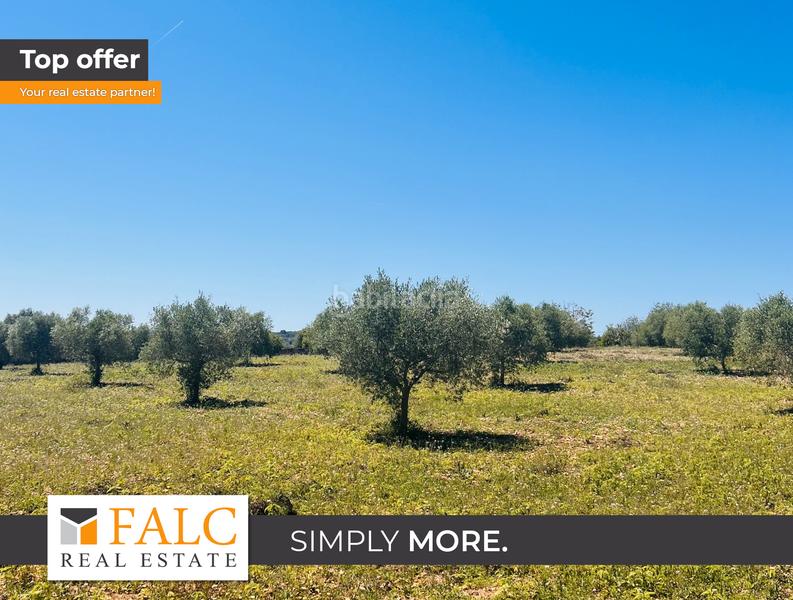 Foto 2cb578d7-e985-4771-b421-e39daaa301c7. Terreno residenziale in Manacor centre Manacor