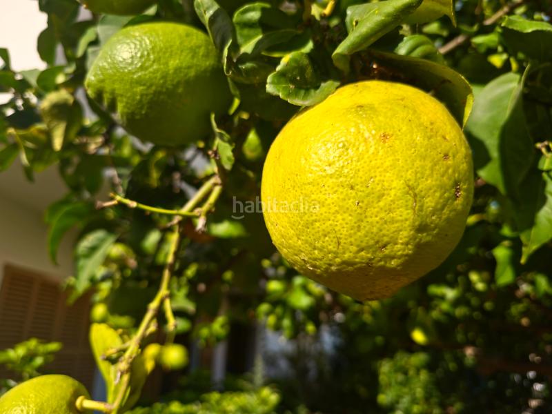 Foto 8cc30ed5-cae0-453e-a76e-8365eeda1d74. House in Cala Millor Son Servera