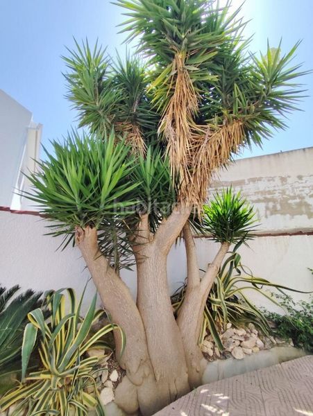 Foto e58540c0-1196-43af-b160-e203a66639c3. Bauernhof in San Miguel de Salinas