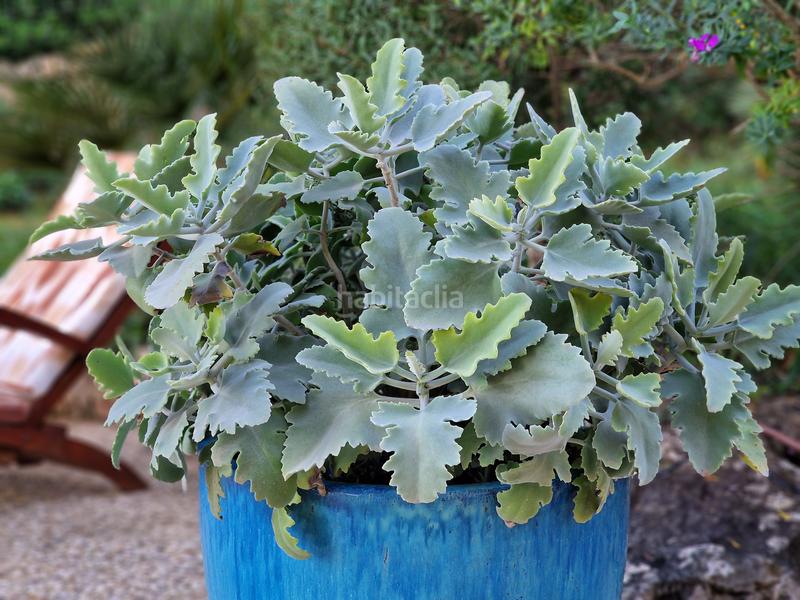 Foto fa358916-ac4d-44d6-8727-e6fd2af772b2. Terreno residenziale in Canyamel Capdepera