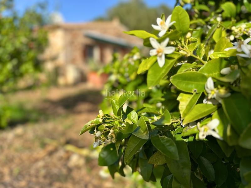 Foto 2477fa84-aca2-4b13-8488-96e80f25a3a2. Terreno residencial en Felanitx poble Felanitx